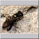 Crossocerus wesmaeli - Grabwespe 07c 7mm mit Fliege.jpg